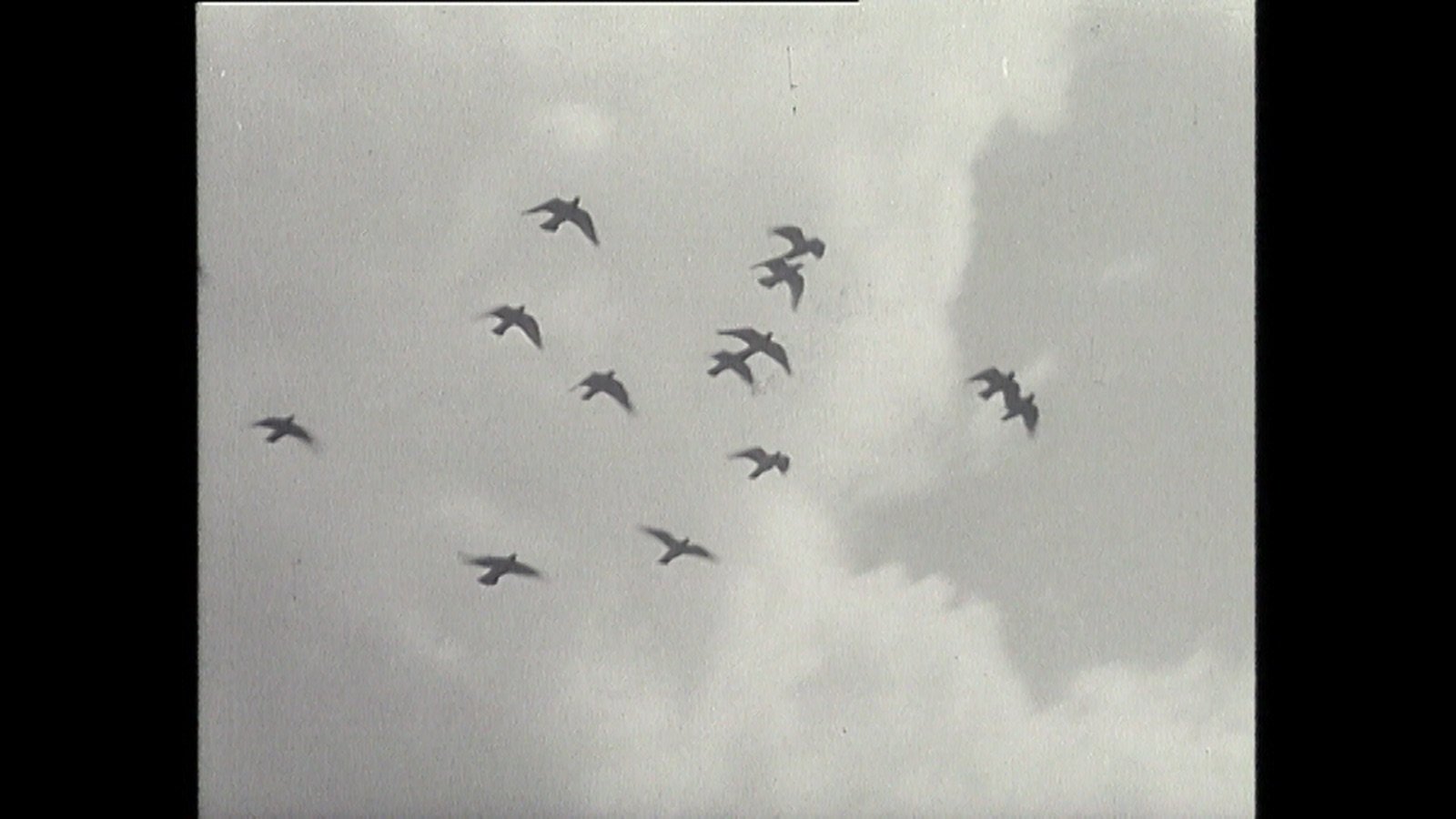 Tauben raus!, still 4